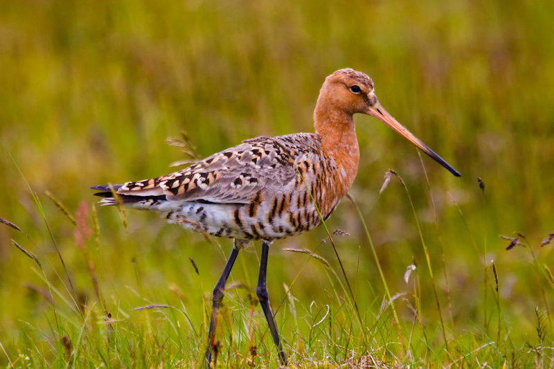 Black-Tailed Godwit